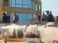 Mısır’da 13 metrelik balina sahile vurdu