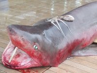 Hamsi ağına 3.5 metre uzunluğunda köpek balığı takıldı