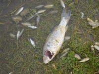 Lüleburgaz'da bulunan gölette balıklar telef oldu