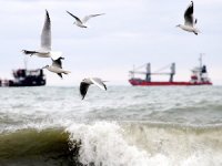 Marmara Denizi'nde poyraz, ulaşıma engel oldu