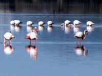 Tuzla Sulak Alanı göçmen kuşları ağırlıyor