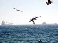 Marmara Denizi'nde poyraz ulaşıma engel oldu