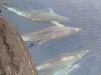 Belek açıklarında yunuslar görüntülendi