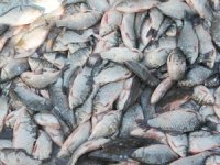 Manyas Gölü'nde ihracat gecikti, balıklar ağırlaştı