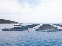 Karadağ'dan gelen heyet, balıkçılık hakkında bilgilendirildi