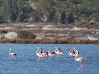 Tuzla Sulak Alanı, göçmen kuşların akınına uğradı