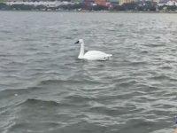 Singapur sularında 'robot kuğular' test edildi