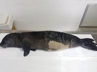 Karaburun'da yavru Akdeniz foku sahile vurdu