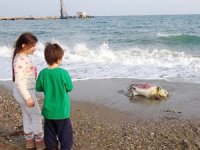 Mersin’de caretta caretta ölüsü sahile vurdu