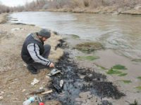 Oltu Çayı’na dökülen zift ve atık yağ balıkları telef etti