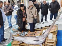 Marmara Denizi'nde 2.5 metrelik kılıç balığı yakalandı