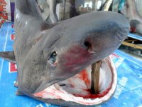 Tekirdağ'da balıkçılar Camgöz köpek balığı avladı