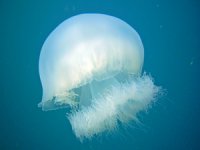 TÜDAV 'denizanaları' ile ilgili bir poster hazırladı