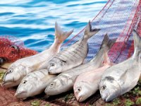 Balıkçılık sektörü 1 milyar dolar ihracata koşuyor