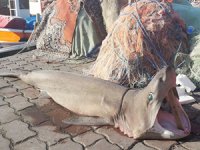 Marmara'da köpek balığı yakalandı