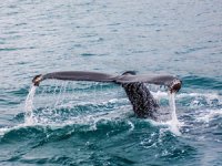 Sahilde mahsur kalan gri balina okyanusa açıldı