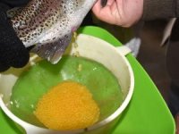 Varto'da yavru alabalık üretimi için sağım yapıldı