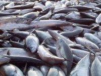 Balık ve arı sevkıyatında "sağlık raporu" aranacak