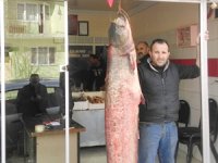 Baraj gölünde 50 kilogramlık Yayın Balığı yakalandı