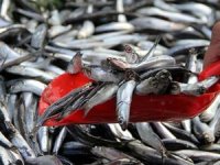 Kırklareli'de balık fiyatları düşmüyor