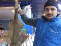 Bursa'da balıkçı ağına köpek balığı takıldı