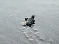 58 bin 774 yavru deniz kaplumbağası denizle buluştu