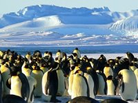 Antarktika'da yeni penguen sürüsü keşfedildi