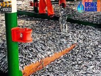 Türk balıkçılar, Moritanya'da tonlarca balık avlıyor