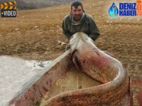 Almus Baraj Gölü'nde 81 kiloluk yayın balığı yakalandı