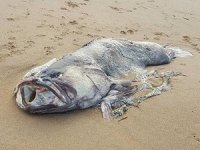 Queensland kıyısına 150 kiloluk balık vurdu