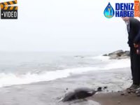 Trabzon’da telef olan yunus karaya vurdu