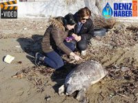 Küçükkuyu Sahili'ne ölü carette caretta vurdu
