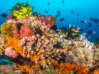 Mercan resfileri koruma altına alınıyor