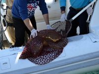 Didim’de yaralı caretta ceretta kurtarıldı