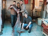 Mersin'de 300 kiloluk pamuk cinsi köpek balığı yakalandı