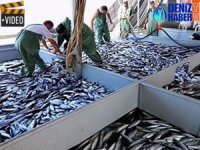 ABD'ye balık ihracatı yıllık 36 milyon dolara yükseldi