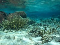 Okyanus asitlenmesi mercan resiflerinin gelişimini engelliyor