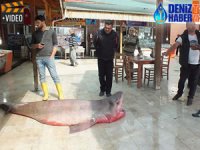 Mersin'de 4 metrelik köpek balığı yakalandı