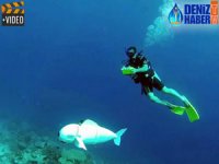 Robot balık SoFi mercan resiflerini incelemeye başladı