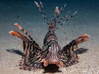 Antalya'da 'Deniz ve Halk Sağlığı Toplantısı' yapıldı