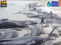 Avustralya'da 150 balina sahile vurdu