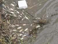 Yeşilırmak’ta balıkların telef olmasının nedeni açıklandı