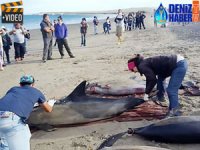 Arjantin'de karaya vuran 49 yunus telef oldu