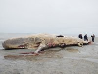 İspermeçet balinası, 29 kilo plastik atık yutarak telef oldu