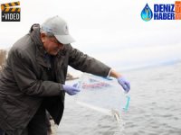 İzmit Körfezi'ne 6 bin balık daha salınacak