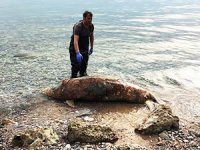Gökova Körfezi'nde 'Akdeniz foku' kıyıya vurdu