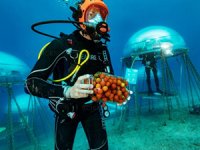 İtalya'da deniz altında sebze ve meyve yetiştiriliyor