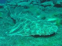 TÜDAV, 12 balık türünün koruma altına alınmasını sağladı