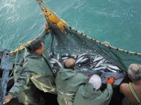 Osmaniye'den 300 ton gümüş balığı ihraç ediliyor