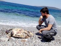 Bodrum'da deniz kenarında ölü caretta caretta bulundu